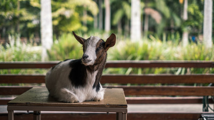 goat in the zoo australia