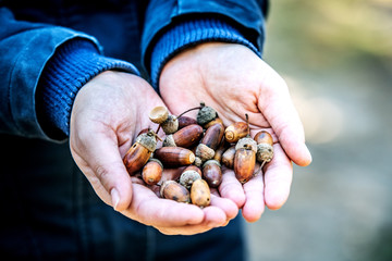Acorns in the hands of a girl.

