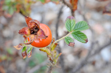 Sea dog rose, autumn day.