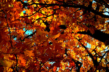 autumn leaves background