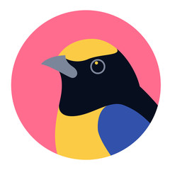 flycatcher  face head vector illustration flat style profile