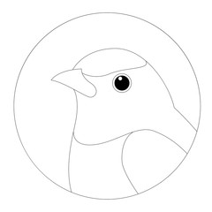 flycatcher  face head vector illustration  lining draw