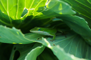 Gecko in the Collards