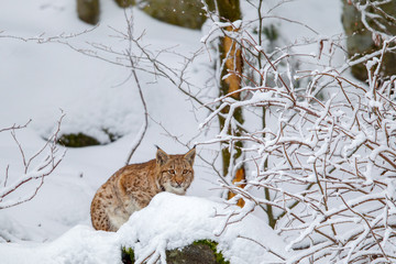 Luchs (Lynx lynx) im Winter im Tier-Freigelände im Nationalpark Bayrischer Wald, Deutschland.