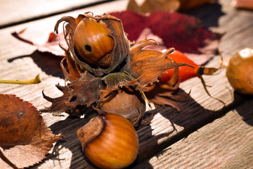 Autumn still life on wooden background. Colorful autumn leaves, wild rose, nuts, acorns. Photo tinted. Selective focus