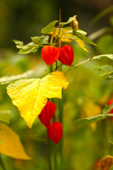 orange physalis fruit flowers close up photo top view background