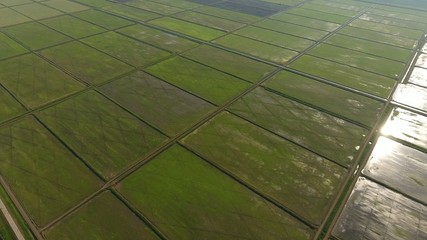 Growing rice on flooded fields. Ripe rice in the field, the beginning of harvesting. A birds-eye view. Flooded rice paddies. Agronomic methods of growing rice in the fields. Flooding the fields with