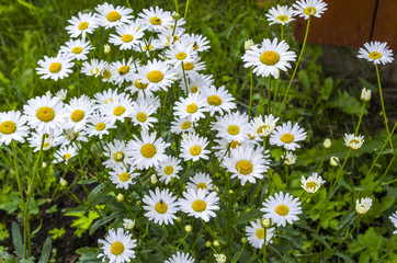 chamomile flowers with white petals
