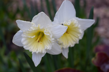 White-yellow daffodil on green background of summer garden
