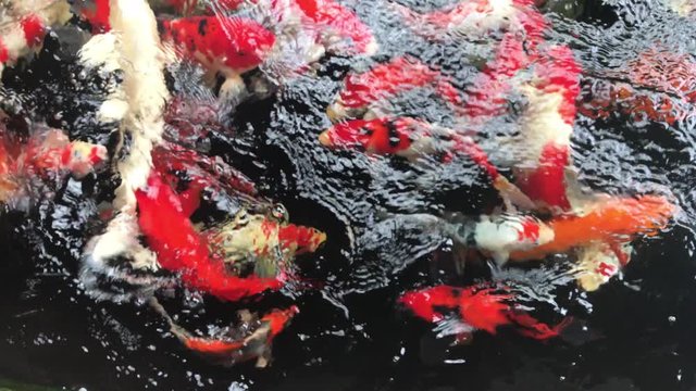 Fancy Carp are swimming. Carp fish swimming graceful in a water of an garden.