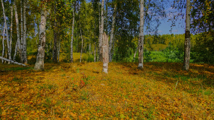 Fototapeta premium forest in autumn