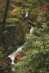 A stream runs down along rocks and fallen leaves in a secluded hillside forest.  Early fall and the leaves are beginning to change color.  Clark Run hiking trail, western Pennsylvania.  Vertical image