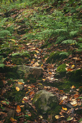 Rocks and fallen leaves along a path in a secluded hillside forest.  Early fall and the leaves are beginning to change color.  Clark Run hiking trail, western Pennsylvania.  Vertical image.