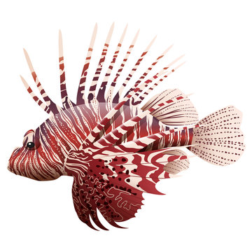 recommend clip art: Cartoon lionfish isolated on white background. Vector illustration