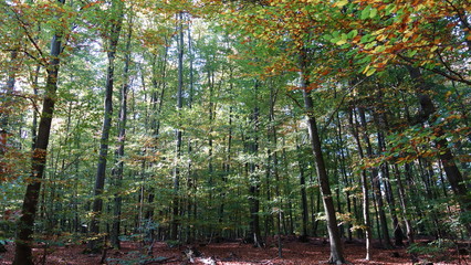 Fototapeta premium Viele Bäume Motiv Nach Oben