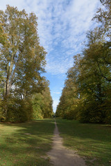 Path in Lime Avenue at Nowton Park in Autumn