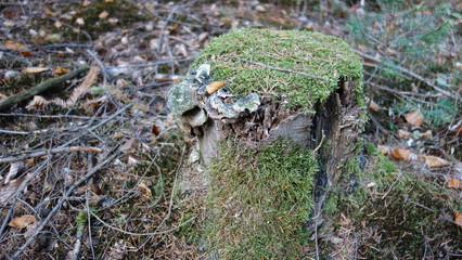 Baumstamm Moos Und Pilze Nahansicht