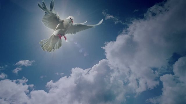 White dove animation.
Good for wedding backgrounds or titles.