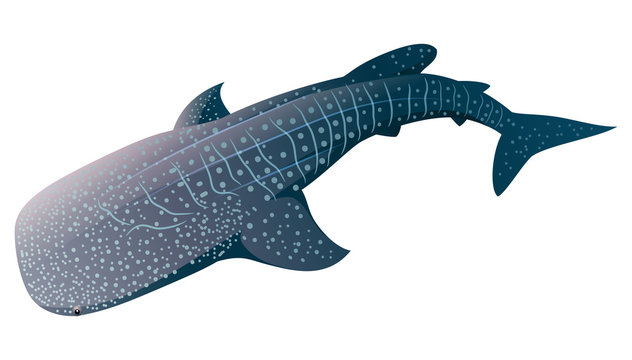 Cartoon whale shark isolated on white background. Vector illustration
