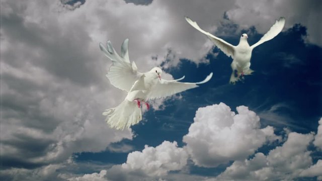 Two white doves animation.
Good for wedding backgrounds or titles.