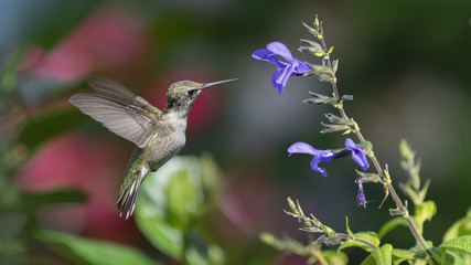 A Beautiful Hummingbird Morning