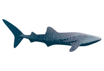 Cartoon whale shark isolated on white background. Vector illustration