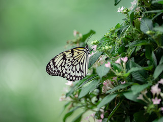 close-up shot of Idea leuconoe
