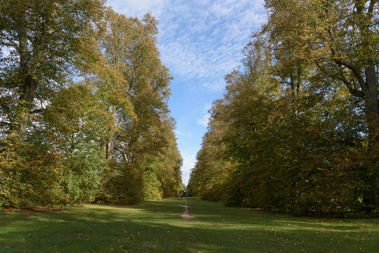 Autumn Lime Avenue at Nowton Park