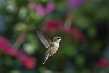 Hunting in the Hibiscus