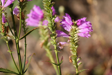 Pink flowers of Physostegia virginiana or obedient plant