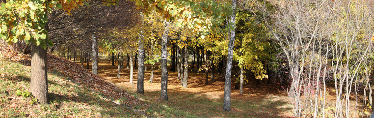 Naklejka premium Early autumn landscape. Panoramic view of park with deciduous trees that began to turn yellow