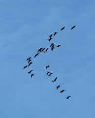 Flock of flying wild Greater white-fronted geese (Anser albifrons) against blue sky. Autumn bird migration
