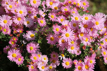 Fototapeta premium Bright pink flowers of garden chrysanths