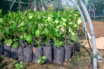 Piper nigrum small plants in small black plastic bag before transplantation at green house