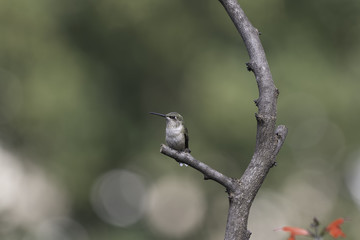 Perch in the Sage