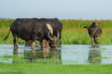 Fototapeta na wymiar Water buffalo masses in wetland at Thale Noi, Phatthalung - a province in southern Thailand.