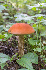 mushroom aspen with red hat