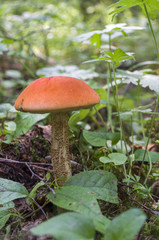 mushroom aspen with red hat