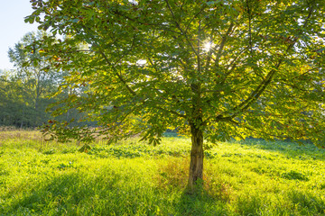 Fototapeta premium Chestnuts in a green field below a blue sky in sunlight at fall