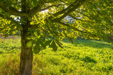 Chestnuts in a green field below a blue sky in sunlight at fall