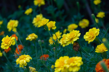 花・素材・コスモス・緑