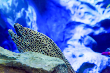 Moray Eel in an underwater sea aquarium in Singapore
