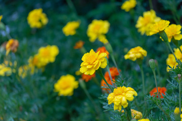 Fototapeta premium 花・素材・コスモス・緑