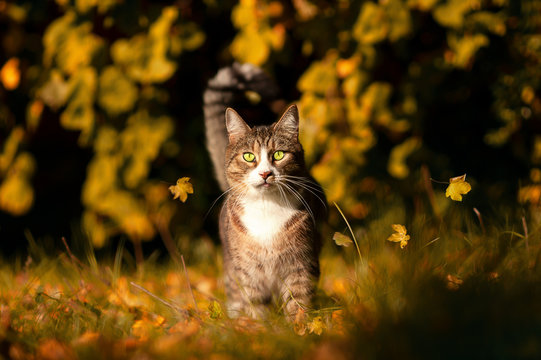 EKH Grautiger im Herbstlaub