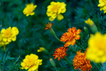 花・素材・コスモス・緑