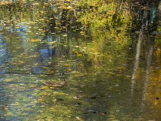 Fototapeta na wymiar Duck in autumn pond