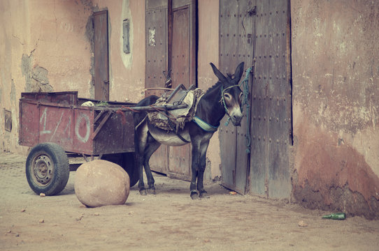 Burro arrastrando carro en la calle