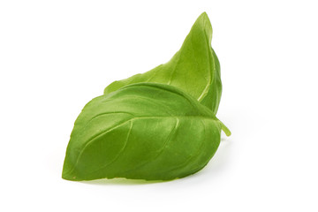Fresh Green Basil Leaves Spice, closeup, isolated on a white background.
