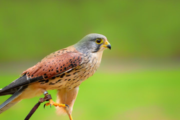 Falco sparrow (Falco sparverius) is the only representative of the American continen
