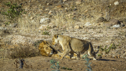 African lion in Kruger National park, South Africa
